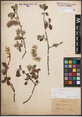 Foto von Salix cinerea L.